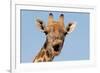 Giraffe (Giraffa camelopardalis) adult female, close-up of head, mouth open, Etosha-Malcolm Schuyl-Framed Photographic Print