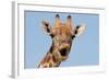 Giraffe (Giraffa camelopardalis) adult female, close-up of head, mouth open, Etosha-Malcolm Schuyl-Framed Photographic Print