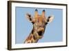 Giraffe (Giraffa camelopardalis) adult female, close-up of head, mouth open, Etosha-Malcolm Schuyl-Framed Photographic Print