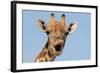 Giraffe (Giraffa camelopardalis) adult female, close-up of head, mouth open, Etosha-Malcolm Schuyl-Framed Photographic Print