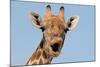 Giraffe (Giraffa camelopardalis) adult female, close-up of head, mouth open, Etosha-Malcolm Schuyl-Mounted Photographic Print