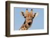 Giraffe (Giraffa camelopardalis) adult female, close-up of head, mouth open, Etosha-Malcolm Schuyl-Framed Photographic Print