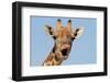 Giraffe (Giraffa camelopardalis) adult female, close-up of head, mouth open, Etosha-Malcolm Schuyl-Framed Photographic Print
