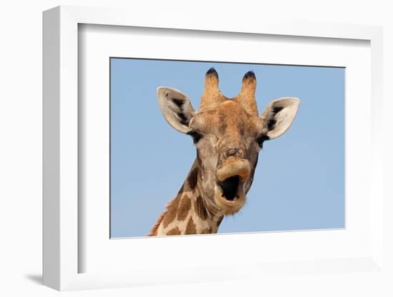 Giraffe (Giraffa camelopardalis) adult female, close-up of head, mouth open, Etosha-Malcolm Schuyl-Framed Photographic Print