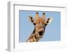 Giraffe (Giraffa camelopardalis) adult female, close-up of head, mouth open, Etosha-Malcolm Schuyl-Framed Photographic Print