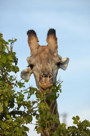 https://imgc.allpostersimages.com/img/posters/giraffe-giraffa-camelopardalis-angolensis-chobe-national-park-botswana-africa_u-L-Q1IK1US0.jpg?artPerspective=n