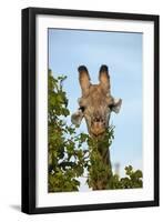 Giraffe (Giraffa camelopardalis angolensis), Chobe National Park, Botswana, Africa-David Wall-Framed Photographic Print