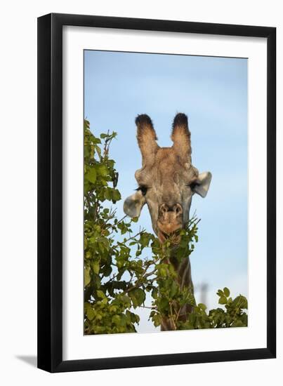 Giraffe (Giraffa camelopardalis angolensis), Chobe National Park, Botswana, Africa-David Wall-Framed Photographic Print