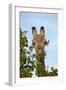 Giraffe (Giraffa camelopardalis angolensis), Chobe National Park, Botswana, Africa-David Wall-Framed Photographic Print