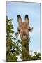 Giraffe (Giraffa camelopardalis angolensis), Chobe National Park, Botswana, Africa-David Wall-Mounted Photographic Print