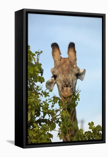 Giraffe (Giraffa camelopardalis angolensis), Chobe National Park, Botswana, Africa-David Wall-Framed Stretched Canvas