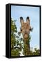 Giraffe (Giraffa camelopardalis angolensis), Chobe National Park, Botswana, Africa-David Wall-Framed Stretched Canvas