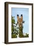 Giraffe (Giraffa camelopardalis angolensis), Chobe National Park, Botswana, Africa-David Wall-Framed Photographic Print