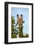 Giraffe (Giraffa camelopardalis angolensis), Chobe National Park, Botswana, Africa-David Wall-Framed Photographic Print