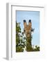 Giraffe (Giraffa camelopardalis angolensis), Chobe National Park, Botswana, Africa-David Wall-Framed Photographic Print