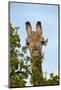 Giraffe (Giraffa camelopardalis angolensis), Chobe National Park, Botswana, Africa-David Wall-Mounted Photographic Print