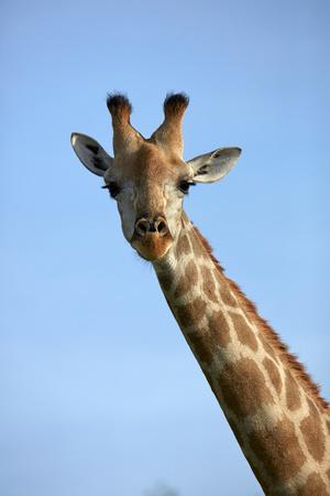 https://imgc.allpostersimages.com/img/posters/giraffe-giraffa-camelopardalis-angolensis-chobe-national-park-botswana-africa_u-L-Q1IK2L50.jpg?artPerspective=n
