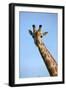 Giraffe (Giraffa camelopardalis angolensis), Chobe National Park, Botswana, Africa-David Wall-Framed Photographic Print