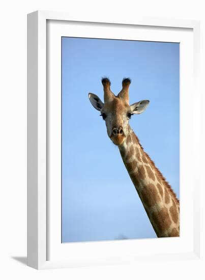 Giraffe (Giraffa camelopardalis angolensis), Chobe National Park, Botswana, Africa-David Wall-Framed Photographic Print