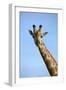 Giraffe (Giraffa camelopardalis angolensis), Chobe National Park, Botswana, Africa-David Wall-Framed Photographic Print