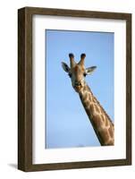 Giraffe (Giraffa camelopardalis angolensis), Chobe National Park, Botswana, Africa-David Wall-Framed Photographic Print