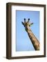 Giraffe (Giraffa camelopardalis angolensis), Chobe National Park, Botswana, Africa-David Wall-Framed Photographic Print