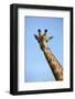 Giraffe (Giraffa camelopardalis angolensis), Chobe National Park, Botswana, Africa-David Wall-Framed Photographic Print