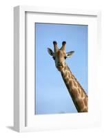 Giraffe (Giraffa camelopardalis angolensis), Chobe National Park, Botswana, Africa-David Wall-Framed Photographic Print