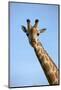 Giraffe (Giraffa camelopardalis angolensis), Chobe National Park, Botswana, Africa-David Wall-Mounted Photographic Print