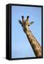 Giraffe (Giraffa camelopardalis angolensis), Chobe National Park, Botswana, Africa-David Wall-Framed Stretched Canvas