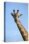 Giraffe (Giraffa camelopardalis angolensis), Chobe National Park, Botswana, Africa-David Wall-Stretched Canvas