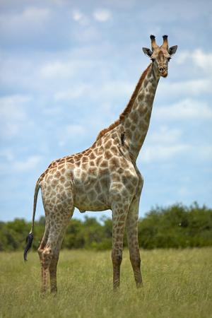 https://imgc.allpostersimages.com/img/posters/giraffe-giraffa-camelopardalis-angolensis-chobe-national-park-botswana-africa_u-L-Q1IK3QT0.jpg?artPerspective=n