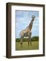 Giraffe (Giraffa camelopardalis angolensis), Chobe National Park, Botswana, Africa-David Wall-Framed Photographic Print