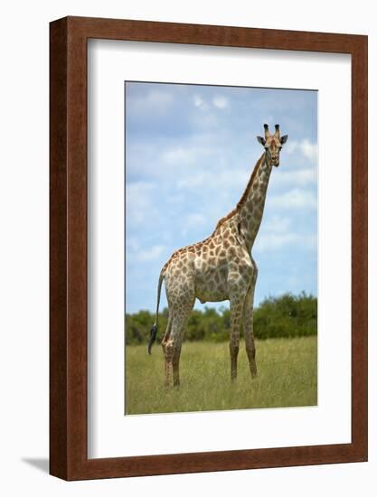 Giraffe (Giraffa camelopardalis angolensis), Chobe National Park, Botswana, Africa-David Wall-Framed Photographic Print