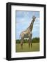 Giraffe (Giraffa camelopardalis angolensis), Chobe National Park, Botswana, Africa-David Wall-Framed Photographic Print