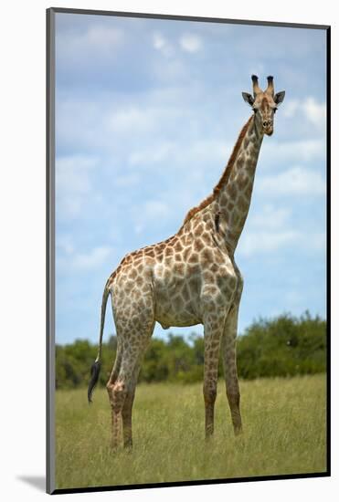 Giraffe (Giraffa camelopardalis angolensis), Chobe National Park, Botswana, Africa-David Wall-Mounted Photographic Print