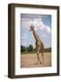 Giraffe (Giraffa camelopardalis angolensis), Kgalagadi Transfrontier Park, South Africa-David Wall-Framed Photographic Print