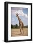 Giraffe (Giraffa camelopardalis angolensis), Kgalagadi Transfrontier Park, South Africa-David Wall-Framed Photographic Print