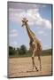 Giraffe (Giraffa camelopardalis angolensis), Kgalagadi Transfrontier Park, South Africa-David Wall-Mounted Photographic Print