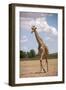 Giraffe (Giraffa camelopardalis angolensis), Kgalagadi Transfrontier Park, South Africa-David Wall-Framed Photographic Print