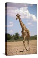 Giraffe (Giraffa camelopardalis angolensis), Kgalagadi Transfrontier Park, South Africa-David Wall-Stretched Canvas