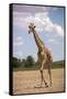 Giraffe (Giraffa camelopardalis angolensis), Kgalagadi Transfrontier Park, South Africa-David Wall-Framed Stretched Canvas