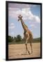 Giraffe (Giraffa camelopardalis angolensis), Kgalagadi Transfrontier Park, South Africa-David Wall-Framed Photographic Print