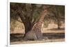 Giraffe (Giraffa camelopardalis angolensis), Kgalagadi Transfrontier Park, South Africa-David Wall-Framed Photographic Print