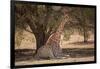 Giraffe (Giraffa camelopardalis angolensis), Kgalagadi Transfrontier Park, South Africa-David Wall-Framed Photographic Print