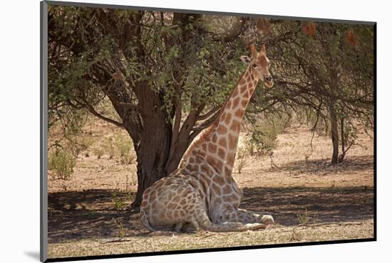 Giraffe (Giraffa camelopardalis angolensis), Kgalagadi Transfrontier Park, South Africa-David Wall-Mounted Photographic Print