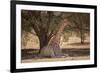 Giraffe (Giraffa camelopardalis angolensis), Kgalagadi Transfrontier Park, South Africa-David Wall-Framed Photographic Print