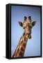 Giraffe (Giraffa camelopardalis angolensis), Kgalagadi Transfrontier Park, South Africa-David Wall-Framed Stretched Canvas