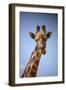 Giraffe (Giraffa camelopardalis angolensis), Kgalagadi Transfrontier Park, South Africa-David Wall-Framed Photographic Print