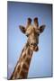 Giraffe (Giraffa camelopardalis angolensis), Kgalagadi Transfrontier Park, South Africa-David Wall-Mounted Photographic Print